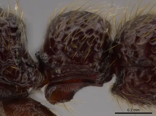 Syscia atitlana specimen CASENT0612933 image casent0612933_5