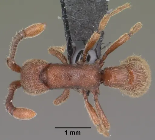 Syscia augustae specimen CASENT0102751 image casent0102751_1