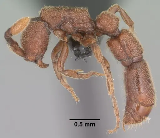 Syscia augustae specimen CASENT0102751 image casent0102751_3