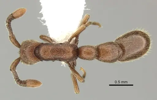 Syscia augustae specimen CASENT0249316 image casent0249316_1