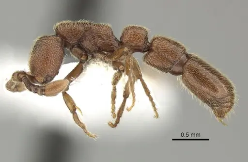 Syscia augustae specimen CASENT0249316 image casent0249316_3