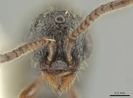 Syscia augustae specimen CASENT0644536 image casent0644536_2