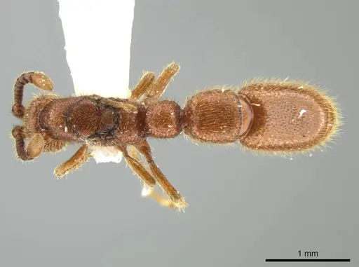 Syscia augustae specimen MCZ-ENT00511555 image mcz-ent00511555_1