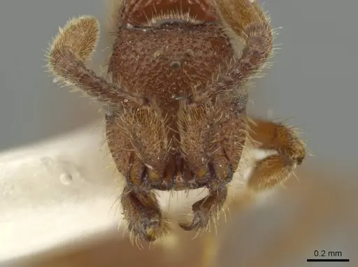 Syscia augustae specimen MCZ-ENT00511555 image mcz-ent00511555_2