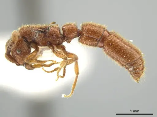 Syscia augustae specimen MCZ-ENT00511555 image mcz-ent00511555_3