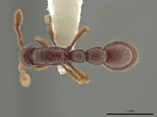 Syscia austrella specimen CASENT0633043 image casent0633043_1