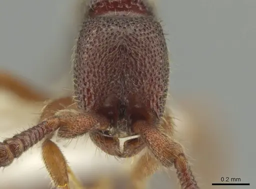 Syscia austrella specimen CASENT0633043 image casent0633043_3