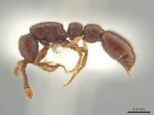 Syscia austrella specimen CASENT0633043 image casent0633043_4