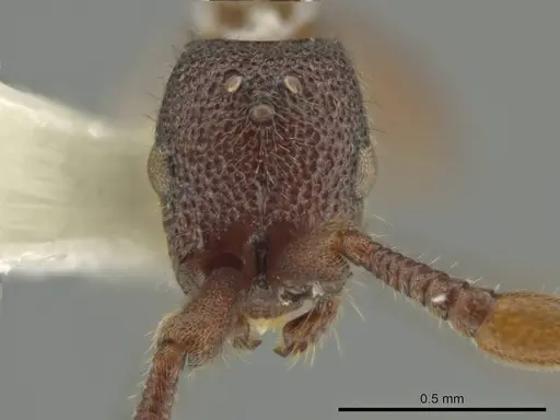 Syscia austrella specimen CASENT0633045 image casent0633045_2