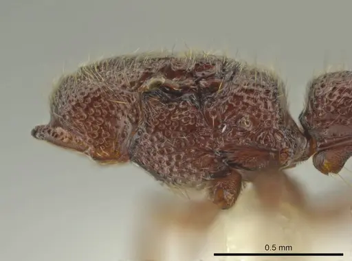 Syscia austrella specimen CASENT0633045 image casent0633045_3