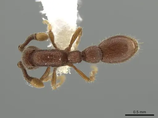 Syscia austrella specimen CASENT0648041 image casent0648041_1