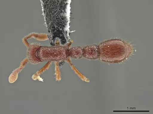 Syscia benevidesae specimen CASENT0601652 image casent0601652_1