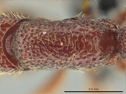 Syscia benevidesae specimen CASENT0601652 image casent0601652_2