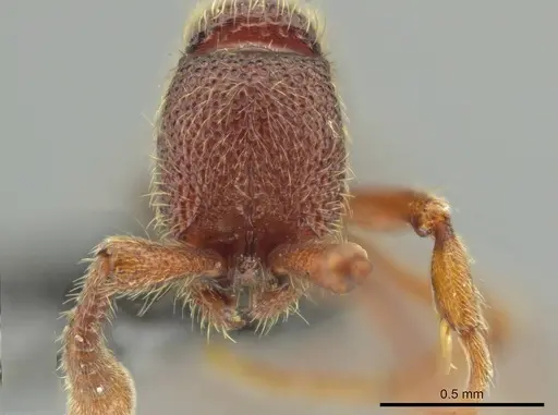 Syscia benevidesae specimen CASENT0601652 image casent0601652_3