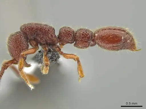 Syscia benevidesae specimen CASENT0601652 image casent0601652_4