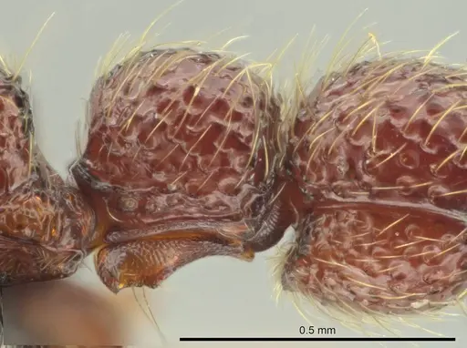 Syscia benevidesae specimen CASENT0601652 image casent0601652_5