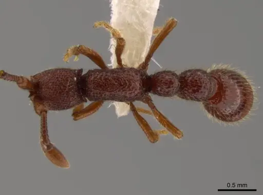 Syscia benevidesae specimen INBIOCRI001283223 image inbiocri001283223_1