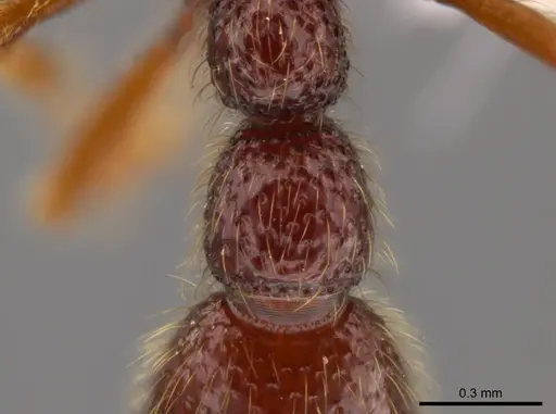 Syscia benevidesae specimen INBIOCRI001283223 image inbiocri001283223_2