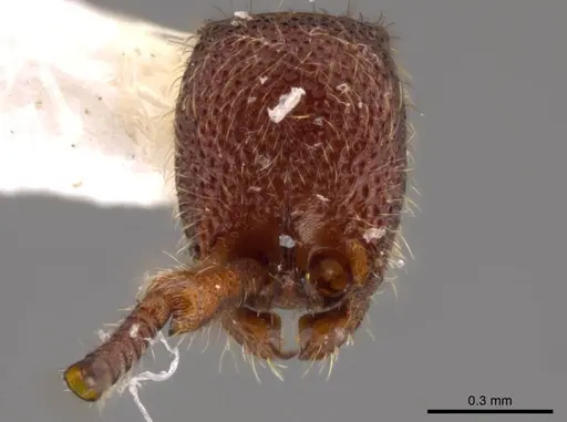 Syscia benevidesae specimen INBIOCRI001283223 image inbiocri001283223_3