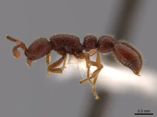 Syscia benevidesae specimen INBIOCRI001283223 image inbiocri001283223_4