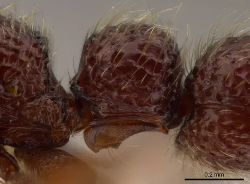 Syscia benevidesae specimen INBIOCRI001283223 image inbiocri001283223_5