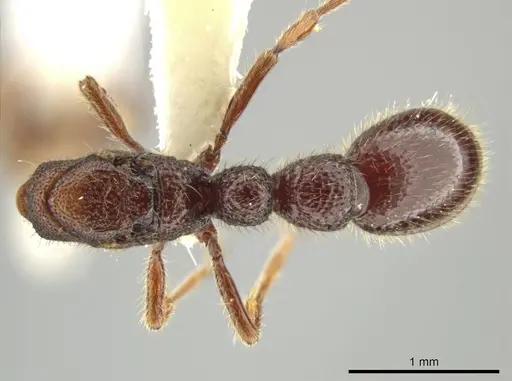 Syscia benevidesae specimen JTLC000014009 image jtlc000014009_1