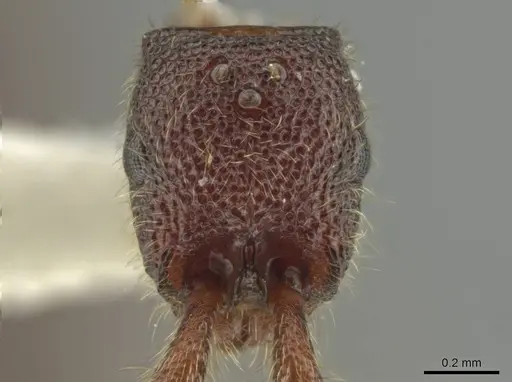 Syscia benevidesae specimen JTLC000014009 image jtlc000014009_2