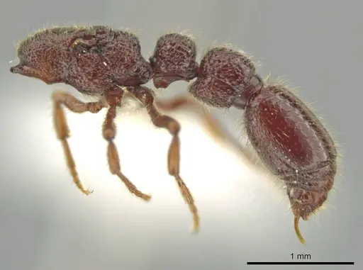 Syscia benevidesae specimen JTLC000014009 image jtlc000014009_3