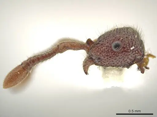 Syscia benevidesae specimen JTLC000014009 image jtlc000014009_4