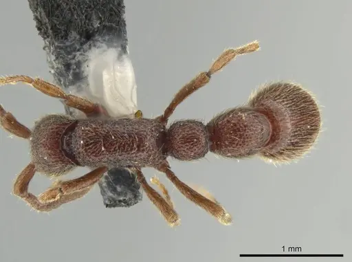 Syscia benevidesae specimen MCZ-ENT00511565 image mcz-ent00511565_1