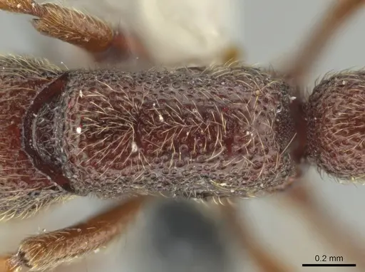 Syscia benevidesae specimen MCZ-ENT00511565 image mcz-ent00511565_2