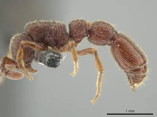 Syscia benevidesae specimen MCZ-ENT00511565 image mcz-ent00511565_4