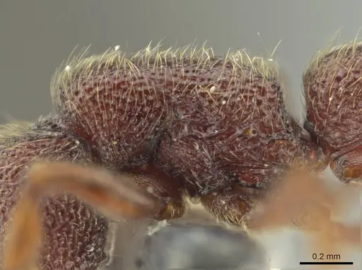 Syscia benevidesae specimen MCZ-ENT00511565 image mcz-ent00511565_5