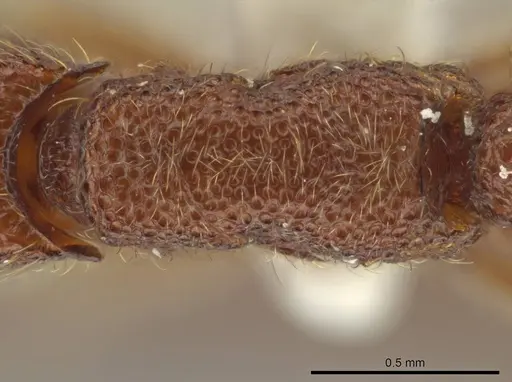 Syscia borowieci specimen MCZ-ENT00511558 image mcz-ent00511558_1