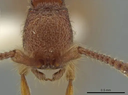 Syscia borowieci specimen MCZ-ENT00511558 image mcz-ent00511558_2