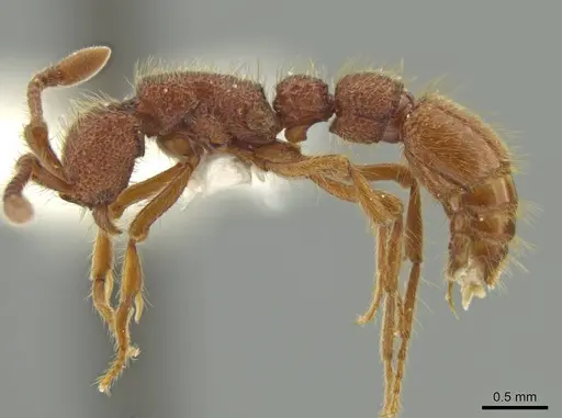 Syscia borowieci specimen MCZ-ENT00511558 image mcz-ent00511558_3