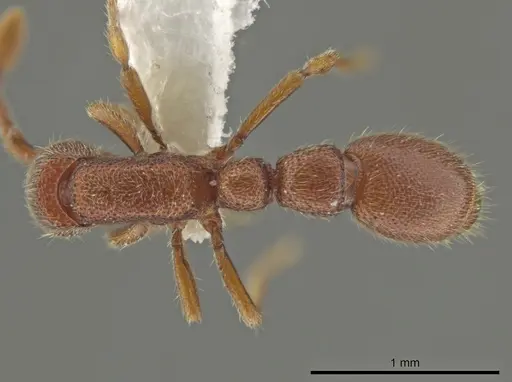 Syscia boudinoti specimen CASENT0628997 image casent0628997_1