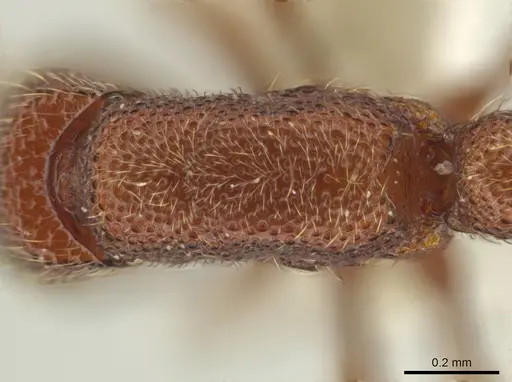 Syscia boudinoti specimen CASENT0628997 image casent0628997_2