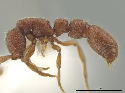 Syscia boudinoti specimen CASENT0628997 image casent0628997_4