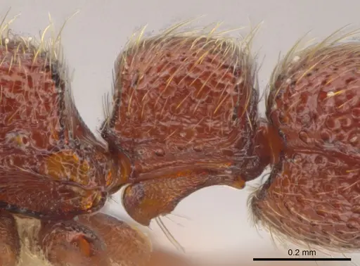 Syscia boudinoti specimen CASENT0628997 image casent0628997_5