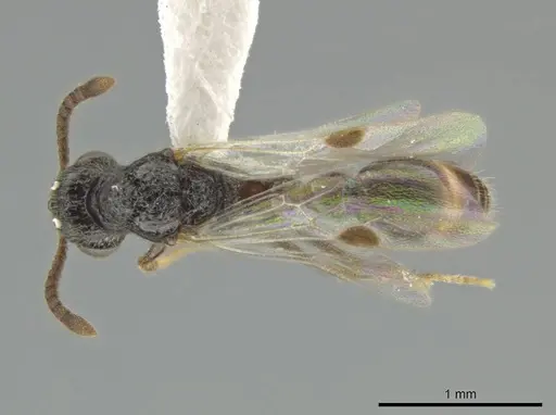 Syscia boudinoti specimen CASENT0630833 image casent0630833_1