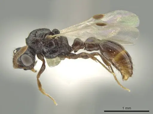 Syscia boudinoti specimen CASENT0630833 image casent0630833_3