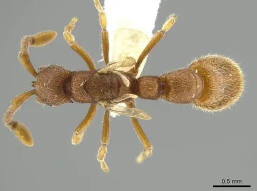 Syscia brachyptera specimen CASENT0614143 image casent0614143_1