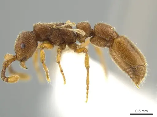 Syscia brachyptera specimen CASENT0614143 image casent0614143_3
