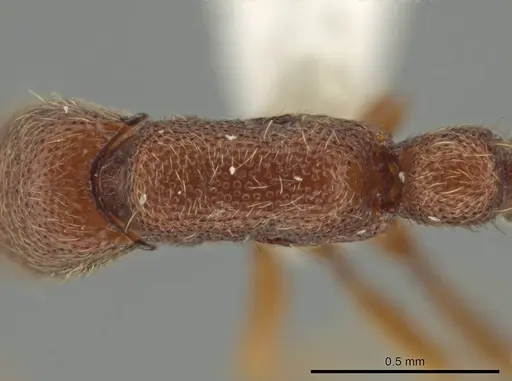 Syscia brachyptera specimen CASENT0630858 image casent0630858_1
