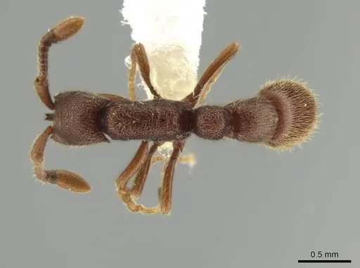 Syscia brachyptera specimen CASENT0644389 image casent0644389_1