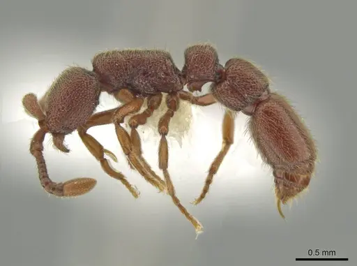 Syscia brachyptera specimen CASENT0644389 image casent0644389_4