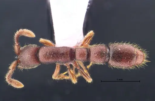 Syscia chaladthanyakiji specimen THNHM-I-05483 image thnhm-i-05483_1
