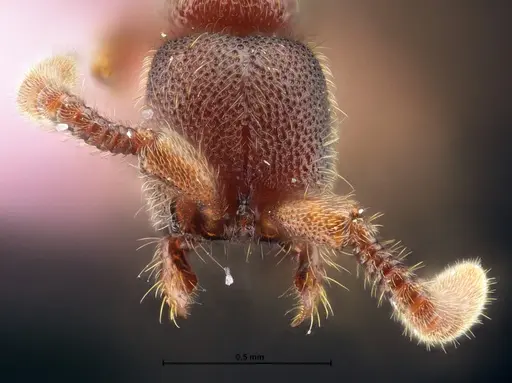 Syscia chaladthanyakiji specimen THNHM-I-05483 image thnhm-i-05483_2