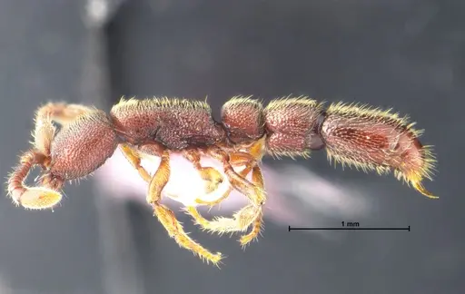 Syscia chaladthanyakiji specimen THNHM-I-05483 image thnhm-i-05483_3